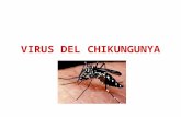 Virus Del Chikungunya