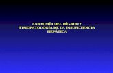 Anatomia Del Higado y Fisiopatologia Insuficiencia Hepatica