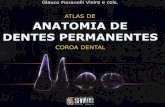 Anatomia Dentes Permanentes Glauco-fioranelli