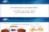 UROLOGIA Anatomia urogenital.pptx