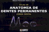 Anatomia Dos Dentes Permanentes 1 Ed.