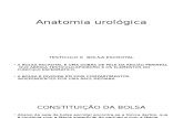 Anatomia urológica e radiologia.pptx