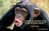 "O destino dos animais é muito mais importante para mim do que o medo de parecer ridículo.“ - Émile Zola - Anjana... uma chimpanzé.