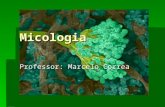 Micologia Professor: Marcelo Correa. Características gerais dos fungos Os fungos são amplamente distribuídos na natureza. Os fungos são amplamente distribuídos.