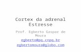 Cortex da adrenal Estresse Prof. Egberto Gaspar de Moura egberto@pq.cnpq.br egbertomoura@globo.com.
