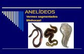 ANELÍDEOS Vermes segmentados Minhocas!. Representantes mais conhecidos:  Minhocas terrestres e de água doce Oligoquetos  Sanguessugas Hirudíneos  2/3.