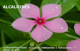 Alcalóides Catharanthus rosea - Alcalóides vinblastina e vincristina – câncer de pele ALCALÓIDES.