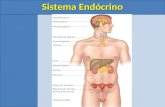 Sistema Endócrino. 2) Principais glândulas endócrinas humanas.
