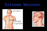 Sistema Nervoso. O Sistema Nervoso é dividido em: - O Sistema Nervoso Central e - O Sistema Nervoso Periférico Sistema Nervoso.
