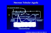 Lieberthal. Kidney Int 1997; 52: 1102-15 Necrose Tubular Aguda.