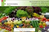 Bacharelado em Agronomia Disciplina de Olericultura Professor: Alexandre Ígor Mateus Teixeira Rincon Cardoso Tony de Lima Moura.