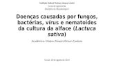 Doenças causadas por fungos, bactérias, vírus e nematoides da cultura da alface (Lactuca sativa) Acadêmico: Mateus Teixeira Rincon Cardoso Instituto Federal.