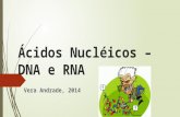 Ácidos Nucléicos – DNA e RNA Vera Andrade, 2014. Núcleo Envoltório nuclear Nucléolo Cromatina Poro (complexo)