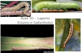 Aula 10 – Lagarta Elasmo e Gafanhotos. LAGARTA ELASMO Elasmopalpus lignosellus - A lagarta elasmo ou broca do colo é potencialmente importante na formação.