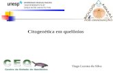 Citogenética em quelônios Tiago Lucena da Silva.