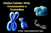 Núcleo Celular: DNA, Cromossomo e Cromatina Profa. Carla Bertechini Faria.