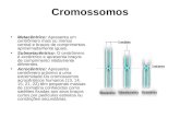 Cromossomos Metacêntrico: Apresenta um centrômero mais ou menos central e braços de comprimentos aproximadamente iguais. Submetacêntrico: O centrômero.