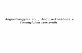 Angiostrongylus sp., Ancilostomídeos e Strongyloides stercoralis.