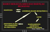 Erlane Ribeiro - FMJ BASES MOLECULARES DAS DOENÇAS HUMANAS FENÓTIPO ANORMALIDADE BIOQUÍMICA GENE MAPEAMENTO GENÉTICO E FÍSICO DO GENE IDENTIFICAÇÃO DA.
