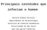Principais cestóides que infectam o homem Marcelo Urbano Ferreira Departamento de Parasitologia Instituto de Ciências Biomédicas Universidade de São Paulo.