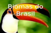 Biomas do Brasil. AMAZÔNIA A Amazônia é o maior bioma brasileiro e um dos destinos de ecoturismo mais procurados do pais. Seu clima e quente e úmido.