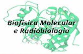 Biofísica Molecular e Radiobiologia. ACELERADOR ELETROSTÁTICO V T = 8MV FEIXES DE ÍONS LEVES E PESADOS P, d, Li, Be, C, N,O, F, Si, etc. Instituto de.