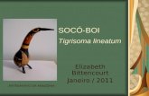 SOCÓ-BOI Tigrisoma lineatum Elizabeth Bittencourt Janeiro / 2011 ARTESANATO DA AMAZÔNIA.