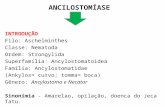 ANCILOSTOMÍASE INTRODUÇÃO Filo: Aschelminthes Classe: Nematoda Ordem: Strongylida Superfamília: Ancylostomatoidea Família: Ancylostomatidae (Ankylos= curvo;