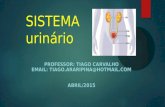 SISTEMA urinário PROFESSOR: TIAGO CARVALHO EMAIL: TIAGO.ARARIPINA@HOTMAIL.COM ABRIL/2015.