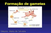 Formação de gametas Glauco Vieira de Oliveira. Reprodução Sexuada nas Plantas É na flor que se inicia o cicio reprodutor sexual em todas as Angiospérmicas.