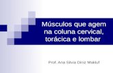 Músculos que agem na coluna cervical, torácica e lombar Prof. Ana Silvia Diniz Makluf.