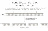 Tecnologia do DNA recombinante As endonucleases de restrição reconhecem e clivam sítios específicos da molécula de DNA. As setas indicam os sítios de clivagem.