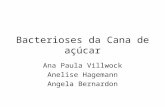 Bacterioses da Cana de açúcar Ana Paula Villwock Anelise Hagemann Angela Bernardon.