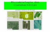 Microbiologia das Cianobactérias Juliana Calabria de Araujo Juliana Calábria de Araújo.