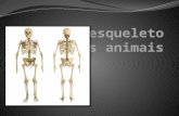 Funções do esqueleto Sustentar o corpo do animal Proteção mecânica Crânio, costelas Locomoção Suporte para musculatura Proteção contra a dessecação Exoesqueleto.