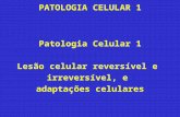 PATOLOGIA CELULAR 1 Patologia Celular 1 Lesão celular reversível e irreversível, e adaptações celulares.