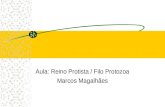 Aula: Reino Protista / Filo Protozoa Marcos Magalhães.