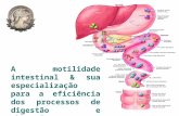 A motilidade intestinal & sua especialização para a eficiência dos processos de digestão e absorção.