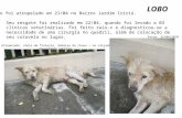 Este cão foi atropelado em 21/04 no Bairro Jardim Iririú. LOBO Seu resgate foi realizado em 22/04, quando foi levado a 03 clínicas veterinárias. Foi feito.