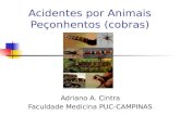 Acidentes por Animais Peçonhentos (cobras) Adriano A. Cintra Faculdade Medicina PUC-CAMPINAS.