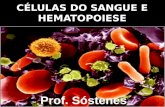 CÉLULAS DO SANGUE E HEMATOPOIESE. Tecidos Hematopoiéticos Mielóide: Produz quase todas as células sanguíneas sendo encontrada na medula óssea vermelha.