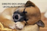 DIREITO DOS ANIMAIS NA LEGISLAÇÃO BRASILEIRA. Das experiências com animais vivos – Vivissecção.