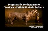 Programa de Melhoramento Genético – EMBRAPA Gado de Corte Letícia Guerra Aldrigui Laetitia M L Chadouteaud Ligya M C do Amaral.