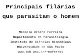 Principais filárias que parasitam o homem Marcelo Urbano Ferreira Departamento de Parasitologia Instituto de Ciências Biomédicas Universidade de São Paulo.