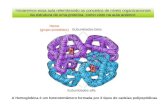 Iniciaremos essa aula relembrando os conceitos de níveis organizacionais da estrutura de uma proteína, como visto na aula anterior: A Hemoglobina é um.