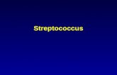 Streptococcus. As doenças S. pyogenes –faringite, escarlatina, pioderma, erisipela, celulite, fasciíte necrotizante, STSS, bacteremia S. agalactiae –Infecções.