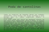 Poda de santolinas Todas as espécies de Santolina devem ser podadas anualmente, para manter uma forma uniforme e para evitar que os ramos engrossem demais.