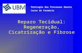 Reparo Tecidual: Regeneração, Cicatrização e Fibrose Patologia dos Processos Gerais Curso de Farmácia.