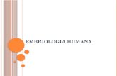 EMBRIOLOGIA HUMANA. EMBRIOLOGIA Estuda o do desenvolvimento humano durante as primeiras oito semanas da gametogênese: da fertilização até a 8ª semana.