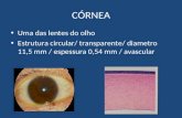 CÓRNEA Uma das lentes do olho Estrutura circular/ transparente/ diametro 11,5 mm / espessura 0,54 mm / avascular.